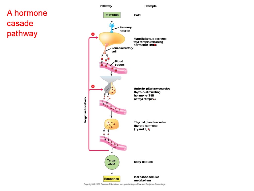 A hormone casade pathway Cold Pathway Stimulus Hypothalamus secretes thyrotropin-releasing hormone (TRH ) Negative